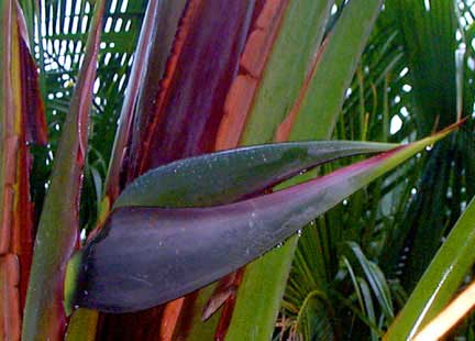 استرلیتزیا سفید